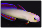 Purple Firefish